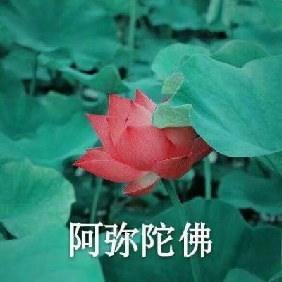 适合老人的微信头像(共50张)