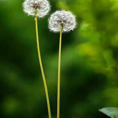 微信头像风景花朵图片(16张)